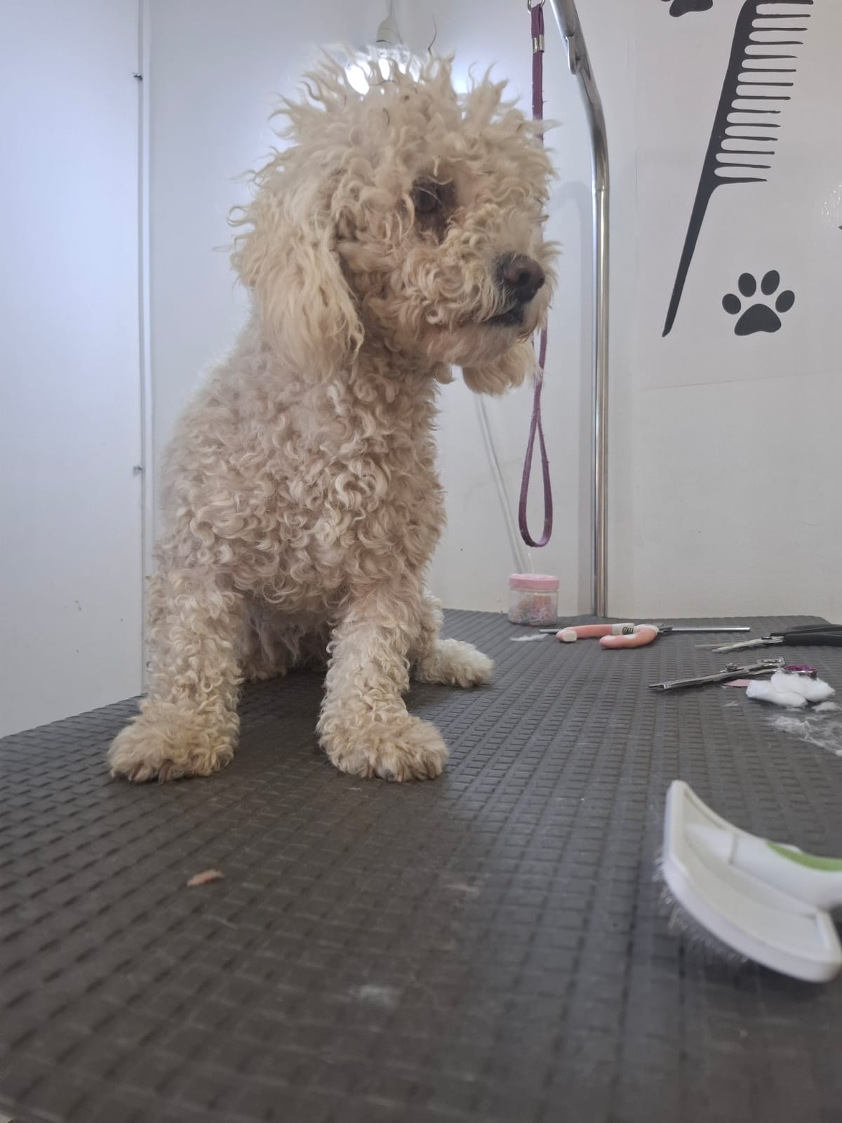 Perro durante el aseo