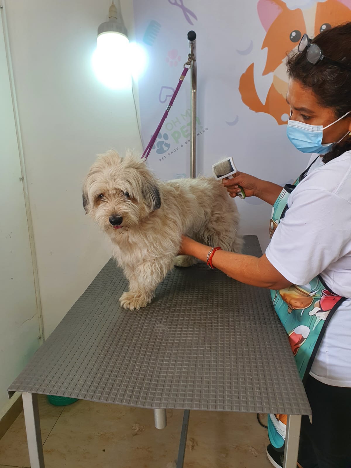 Perro antes del aseo