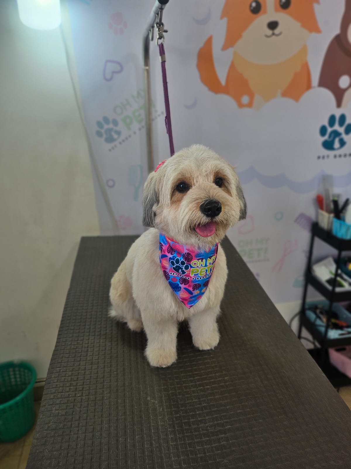 Perro después del aseo